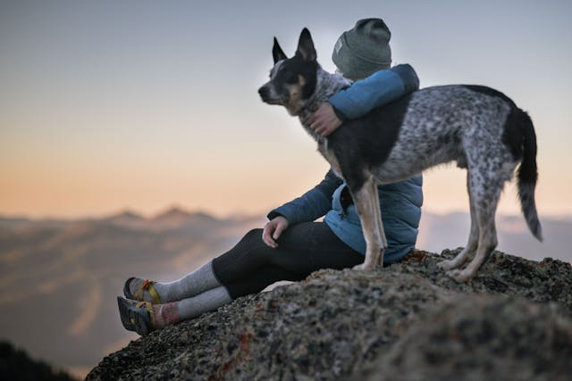 Are Dogs Capable of Forgiveness? Emotional Intelligence in Canines