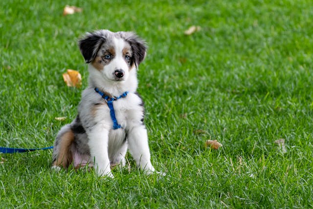 Do Dogs Get Jealous? Exploring the Emotional Complexity of Canines