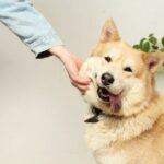 How Dogs Express Happiness and Joy