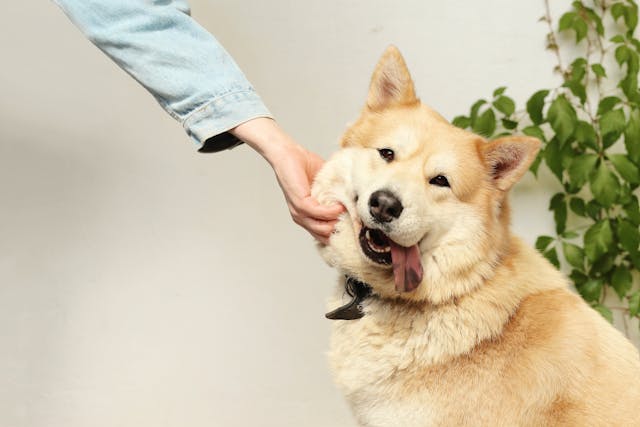 How Dogs Express Happiness and Joy