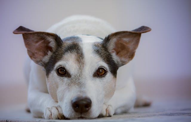 Can Dogs Feel Love? The Science Behind Their Affection