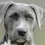 Signs Your Dog May Be Depressed and How to Help