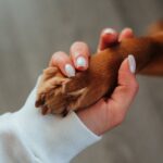 Why Dogs Love Unconditionally: A Psychological Perspective