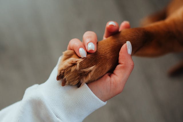 Why Dogs Love Unconditionally: A Psychological Perspective