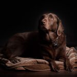 Separation Anxiety in Dogs: Signs, Causes, and Solutions