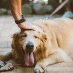 Creating an Emotionally Safe Space for Your Dog at Home