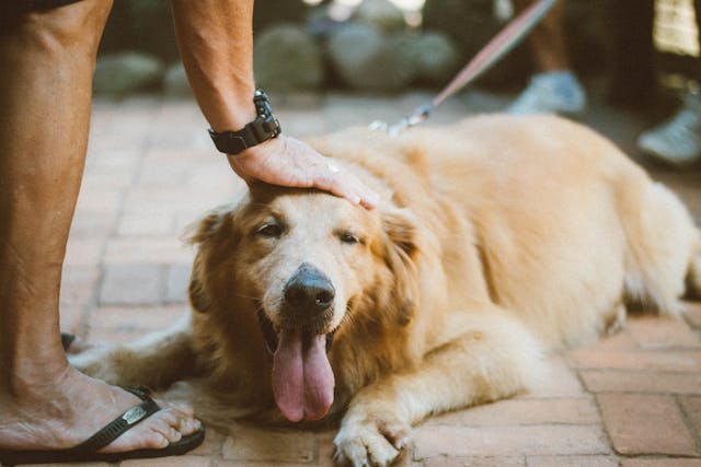 Creating an Emotionally Safe Space for Your Dog at Home