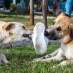 two dogs tugging on a shoe