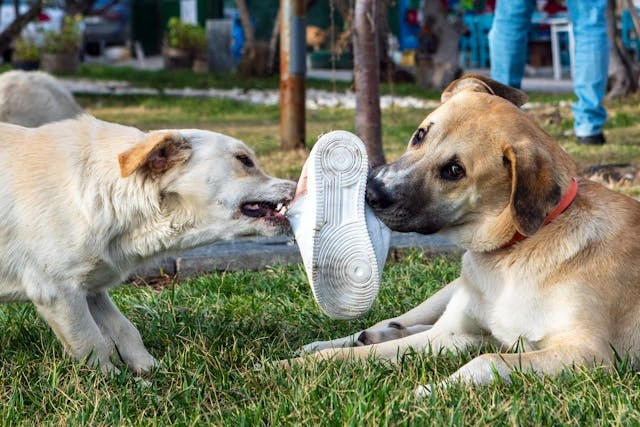 two dogs tugging on a shoe