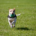 Training Techniques That Support Your Dog’s Emotional Health