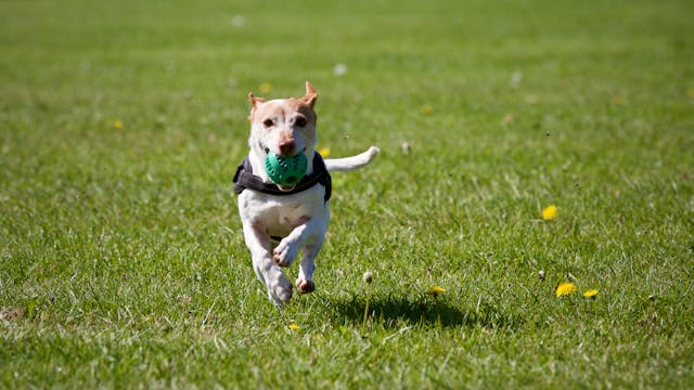 Training Techniques That Support Your Dog’s Emotional Health