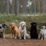 The Role of Pack Dynamics in a Dog’s Emotional Health