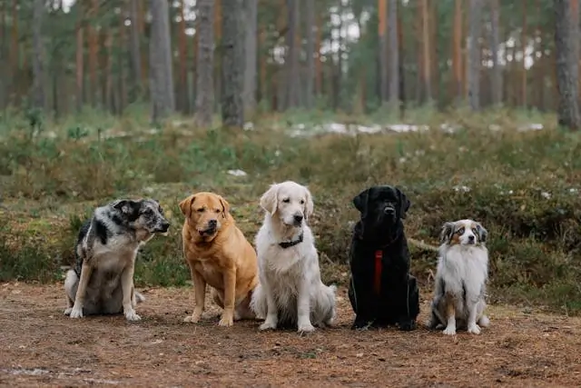 The Role of Pack Dynamics in a Dog’s Emotional Health