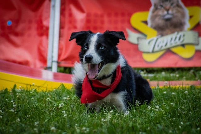 Training Dogs to Cope with Fear and Loud Noises