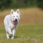 The Connection Between Playtime and Emotional Stability in Dogs