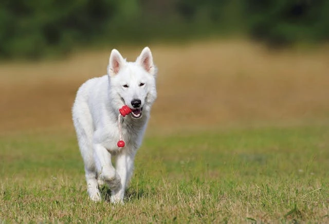 The Connection Between Playtime and Emotional Stability in Dogs