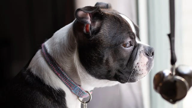 dog looking out at a window