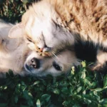 How Dogs Form Emotional Bonds with Other Animals