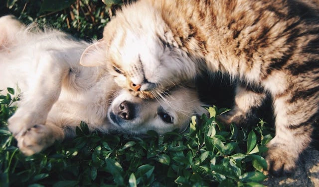 How Dogs Form Emotional Bonds with Other Animals