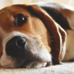 Understanding Dog Emotions: The Ultimate Guide to Canine Feelings