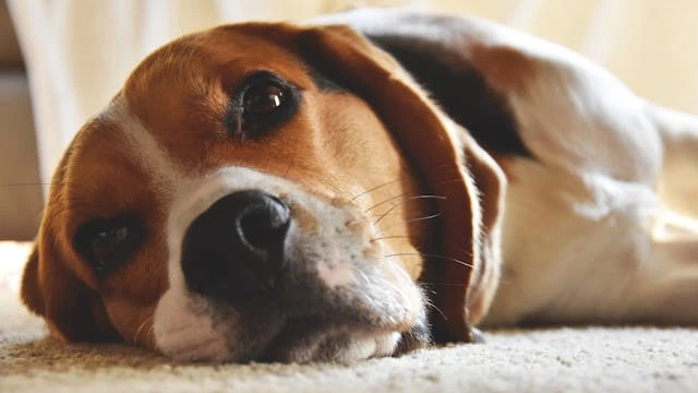 Understanding Dog Emotions: The Ultimate Guide to Canine Feelings