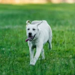 dog having zoomies