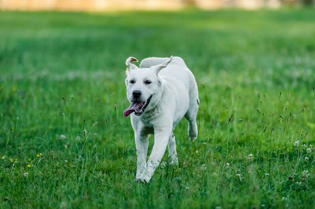 dog having zoomies