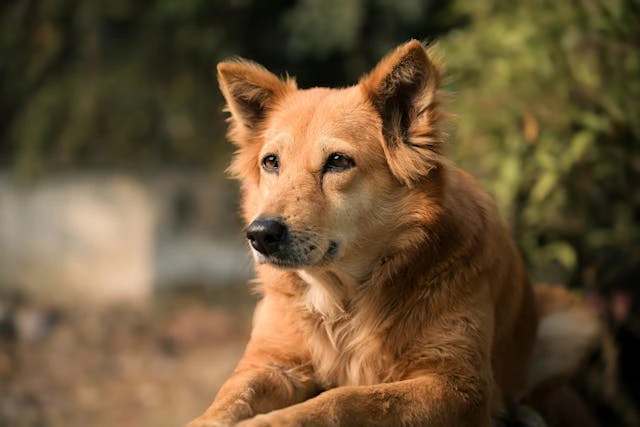 a dog looking at something