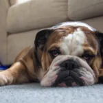 dog lying on carpet