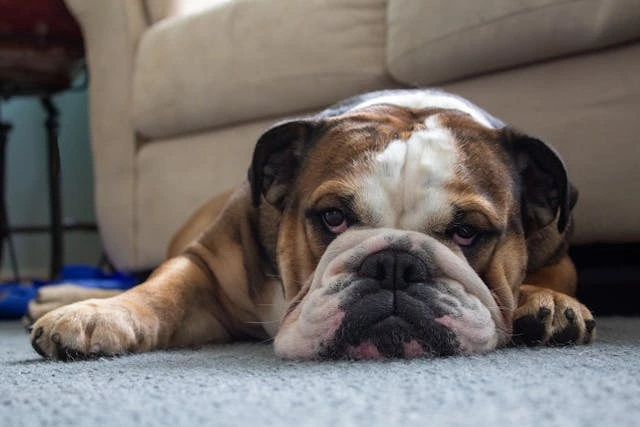 dog lying on carpet