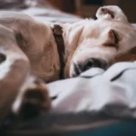 sleeping dog