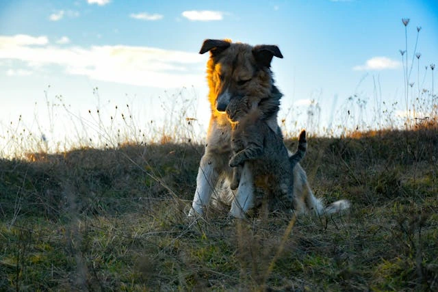 cat and dog pets