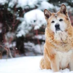 dog on snow weather