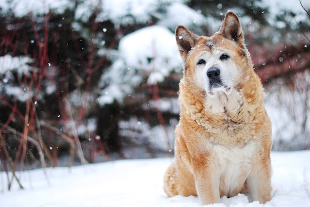 dog on snow weather