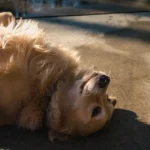 retriever sleeping feet up