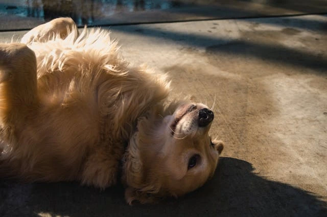 retriever sleeping feet up