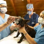 dog having a treatment form the vet