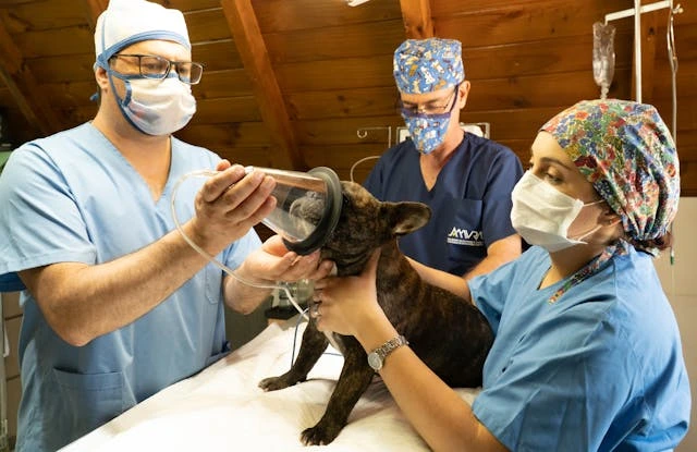 dog having a treatment form the vet