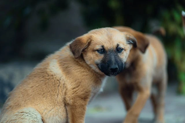 puppies in outdoor looking at me