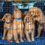 dogs in a crate