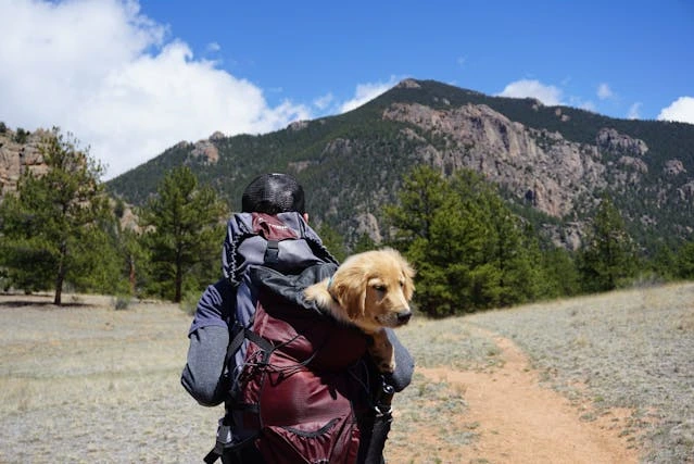 A person carrying a dog in a backpack